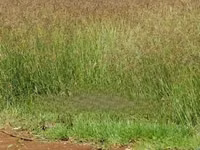C2.Boma Rhodes Seeds Available — الصورة 2