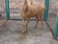 Sheep, Arashan sheep — photo 3