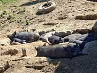 Boar — photo 6