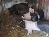 Säue, Schweine — Foto 2