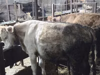Bull, Cattle — photo 3