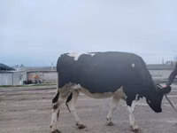 Kuh, Russian Black pied cattle — Foto 1