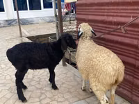Ram, Sheep — photo 6