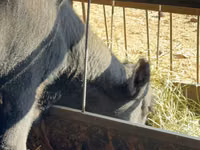 Bull, Aberdeen-Angus — photo 8