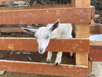 बकरी, Fergana goat — फ़ोटो 4