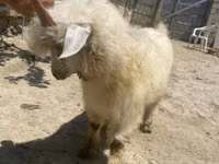 Cabra, Angora goats — foto 4
