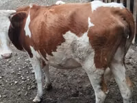 Kuh, Simmental cattle — Foto 1
