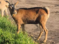 Ziege, Alpine goat — Foto 6