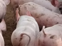 Säue, Schweine — Foto 1