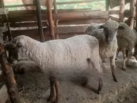 Ram, Sheep — photo 1