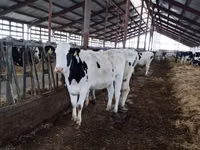 母牛, Yaroslavl cattle — 照片 2