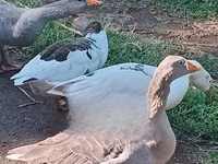 Geese — picha 4