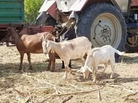Goat, Nubian Goat — photo 4