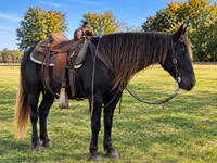 Stute, Rocky Mountain Horse — Foto 3