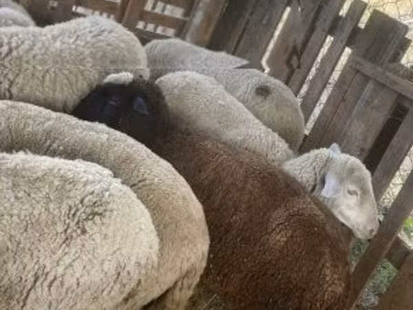 Kondoo jike, Blackheaded Persian sheep