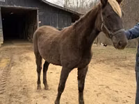 Stute, Rocky Mountain Horse — Foto 4