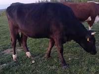 Kuh, Simmental cattle — Foto 4