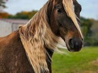 حصان, Friesian — الصورة 5