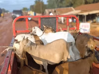 Mbuzi (kikundi, jinsia haijatajwa), Mbuzi — picha 3