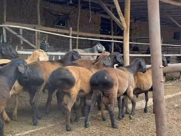 Ram, Sheep