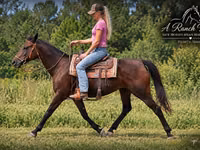 घोड़ी, Quarter Horse — फ़ोटो 3