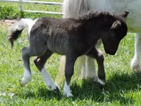 Stute, Miniature horse — Foto 5