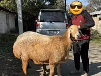 भेड़, Arashan sheep — फ़ोटो 4