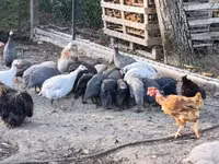 Guinea fowl — Foto 6
