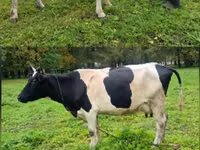 Kuh, Simmental cattle — Foto 3