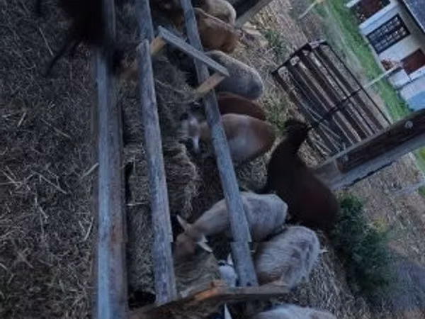 كبش, Cameroon sheep