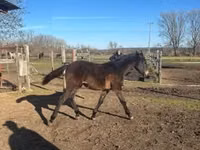 حصان, Hungarian horse breed — الصورة 3