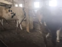 Vaca, Raza Holstein — foto 4