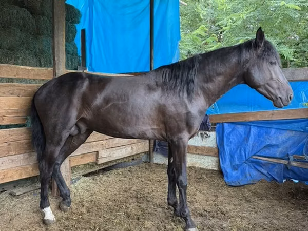 Farasi dume, French Trotter