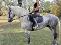 Caballo, Andalusian horse — foto 2
