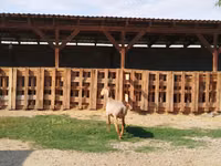 Dume la kondoo, Edilbay sheep — picha 4