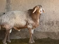 मेढ़ा, Arashan sheep — फ़ोटो 3