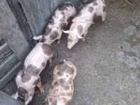 Verro — foto 3
