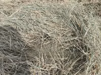 Boma Rhodes Hay - Very Clean and Fresh — 照片 2