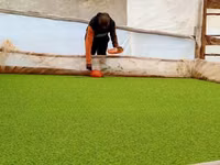 Azolla Seeds 1kg — الصورة 3