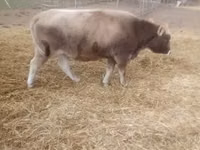 Cow, Brown Carpathian breed — photo 1