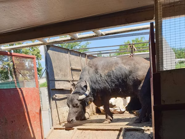 母牛, African Buffalo