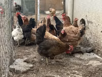 Chickens — Foto 2