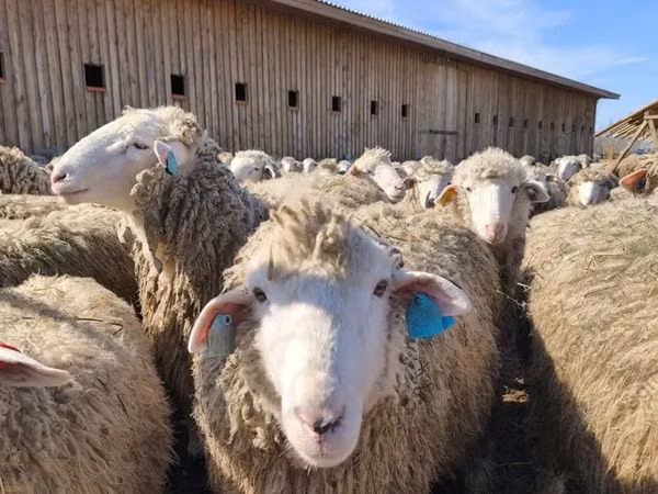 母羊, Edilbay sheep