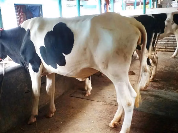 गाय, गोलस्टीन नस्ल