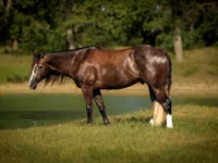 Caballo, Quarter Horse — foto 2
