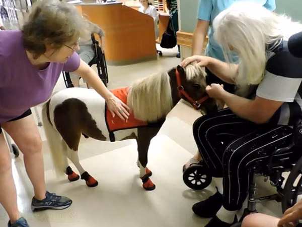 घोड़ी, Miniature horse