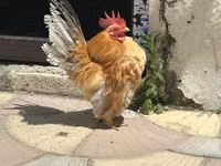 Chickens — photo 2