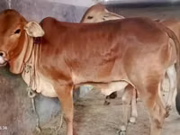 Ng'ombe jike, Brahman — picha 4