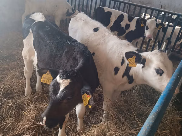 Ng'ombe dume, Russian Black pied cattle