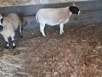 Carnero, Dorper sheep — foto 1